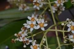 Poeciloneuron indicum